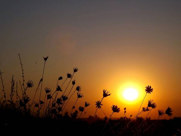 Blumen im Gegenlicht beim Sonnenuntergang