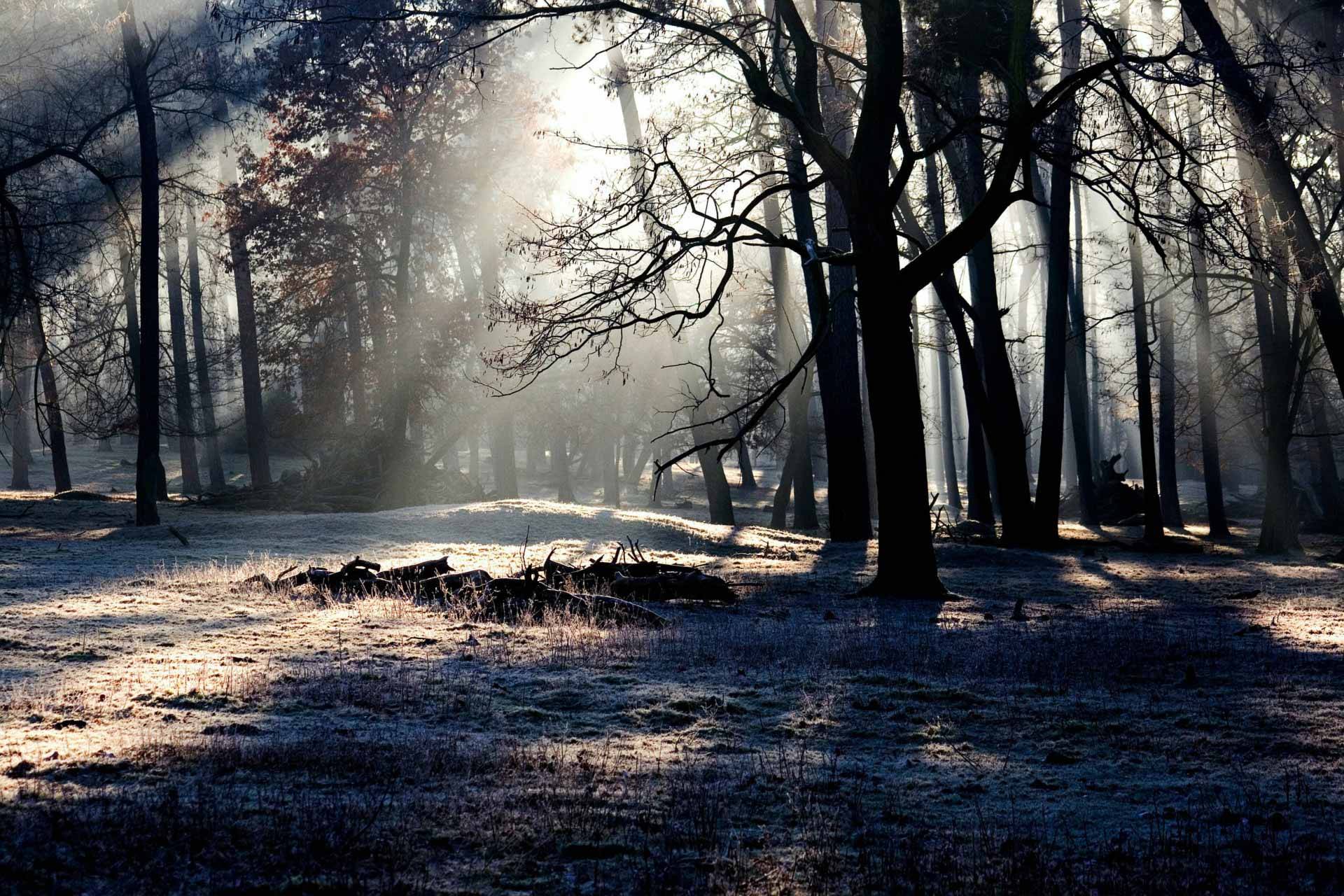 Waldlichtung mit Sonnenstrahlen